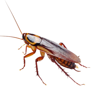 Desinfestação e controlo integrado de pragas urbanas