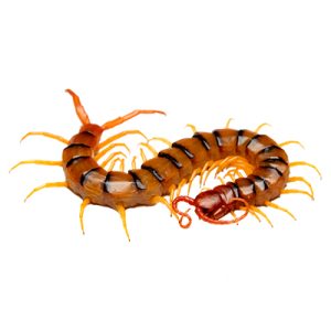 Desinfestação e controlo integrado de pragas urbanas