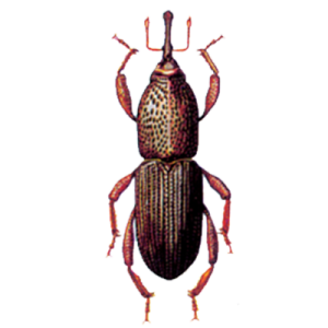 Desinfestação e controlo integrado de pragas urbanas