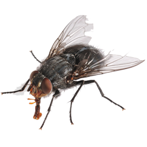 Desinfestação e controlo integrado de pragas urbanas