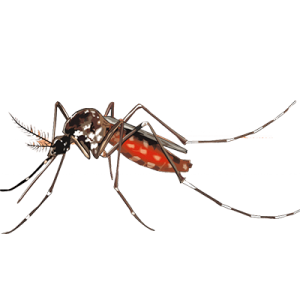 Desinfestação e controlo integrado de pragas urbanas