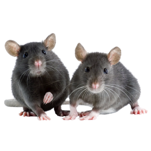 Desinfestação e controlo integrado de pragas urbanas